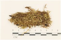 藏品(腐木蘚)的圖片