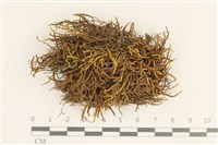 藏品(小牛舌蘚)的圖片