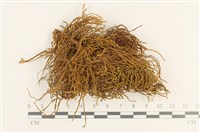 藏品(小牛舌蘚)的圖片