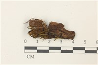 藏品(皺葉牛舌蘚)的圖片