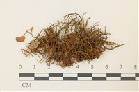 藏品(碎葉牛舌蘚)的圖片