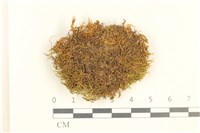 藏品(擬毛尖麻羽蘚)的圖片