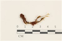 藏品(那霸短月蘚)的圖片