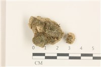 藏品(刺葉護蒴苔)的圖片