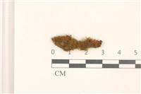 藏品(尼氏假大萼苔)的圖片