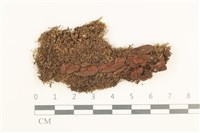 藏品(雙齒鞭苔)的圖片