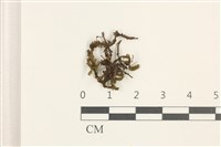 藏品(鞭苔)的圖片