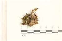 藏品(小裂萼苔)的圖片