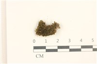 藏品(多胞裂萼苔)的圖片