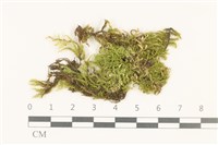 藏品(白青蘚)的圖片