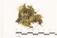 藏品(白青蘚)的圖片