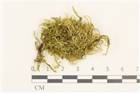 藏品(細枝青蘚)的圖片