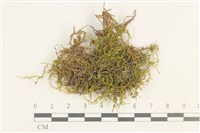 藏品(長肋青蘚)的圖片