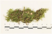 藏品(仰葉青蘚)的圖片