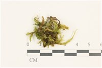 藏品(仰葉青蘚)的圖片