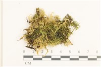 藏品(溪邊青蘚)的圖片