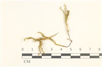 藏品(卵葉青蘚)的圖片