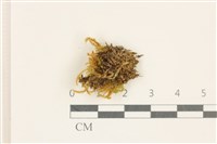 藏品(細葉櫛葉蘚, 毛葉梳蘚)的圖片