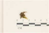 藏品(細葉櫛葉蘚, 毛葉梳蘚)的圖片