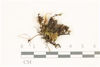 藏品(柔軟櫛葉蘚)的圖片