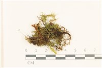 藏品(柔軟櫛葉蘚)的圖片