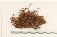 藏品(仙鶴蘚)的圖片