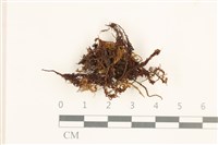 藏品(尖葉仙鶴蘚)的圖片