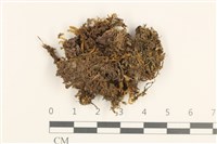 藏品(睫毛苔)的圖片