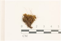 藏品(角齒蘚)的圖片