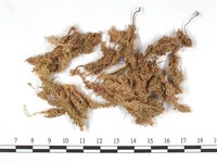 藏品(銳葉泥炭蘚)的圖片