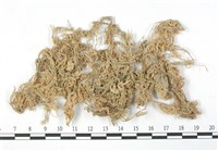藏品(船葉泥炭蘚)的圖片