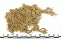 藏品(垂枝泥炭蘚)的圖片