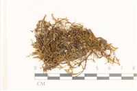 藏品(粗齒雉尾蘚)的圖片