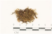 藏品(粗齒雉尾蘚)的圖片