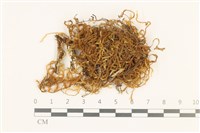 藏品(四川懸蘚)的圖片