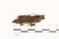 藏品(日本曲柄蘚)的圖片