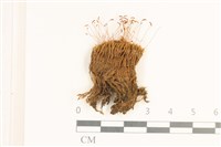 藏品(角齒蘚)的圖片