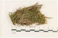 藏品(No.860335)的圖片