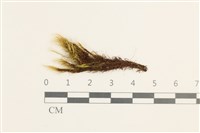 藏品(日本曲柄蘚)的圖片