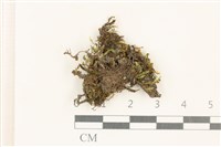 藏品(狗芽蘚)的圖片