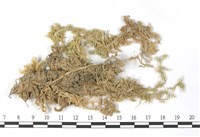 藏品(大泥炭蘚)的圖片