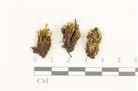 藏品(叢生真蘚)的圖片