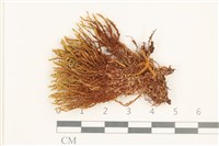 藏品(長葉牛角蘚)的圖片