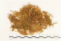 藏品(長葉牛角蘚)的圖片