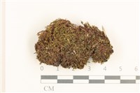 藏品(黃色真蘚)的圖片