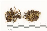 藏品(節莖曲柄蘚)的圖片