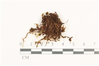 藏品(那霸短月蘚)的圖片