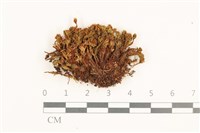 藏品(那霸短月蘚)的圖片