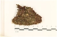 藏品(細葉真蘚)的圖片