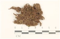 藏品(細葉真蘚)的圖片